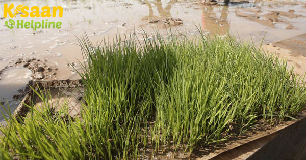 नमक सहिष्णु चावल, नवाचारों में मदद किसानों को सुंदरवन में लवणता से निपटने का मौका मिला नमक सहिष्णु चावल, नवाचारों में मदद किसानों को सुंदरवन में लवणता से निपटने का मौका मिला